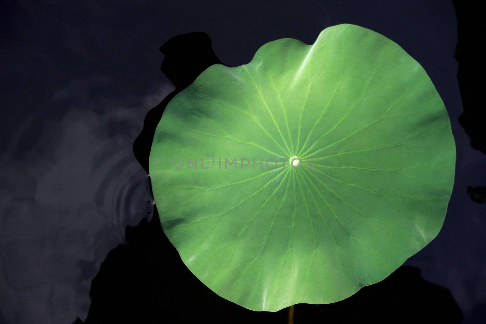 beautiful lotus leaf touches calm water