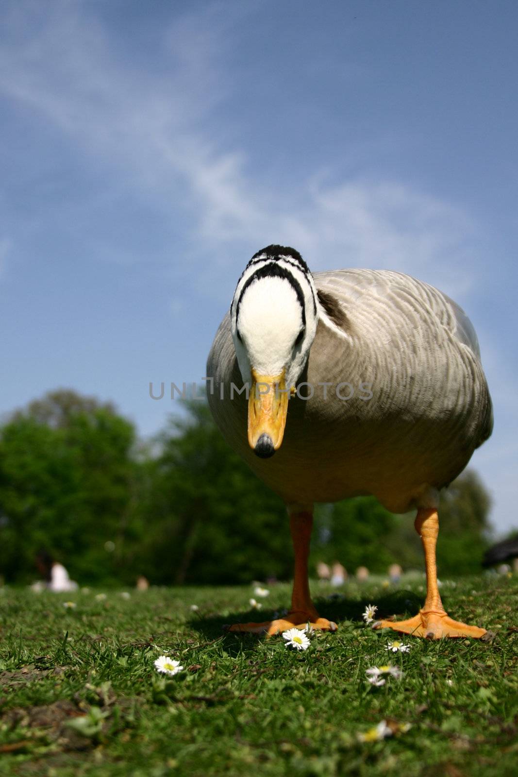 goose and flowers, meadow in Hyde Park, London