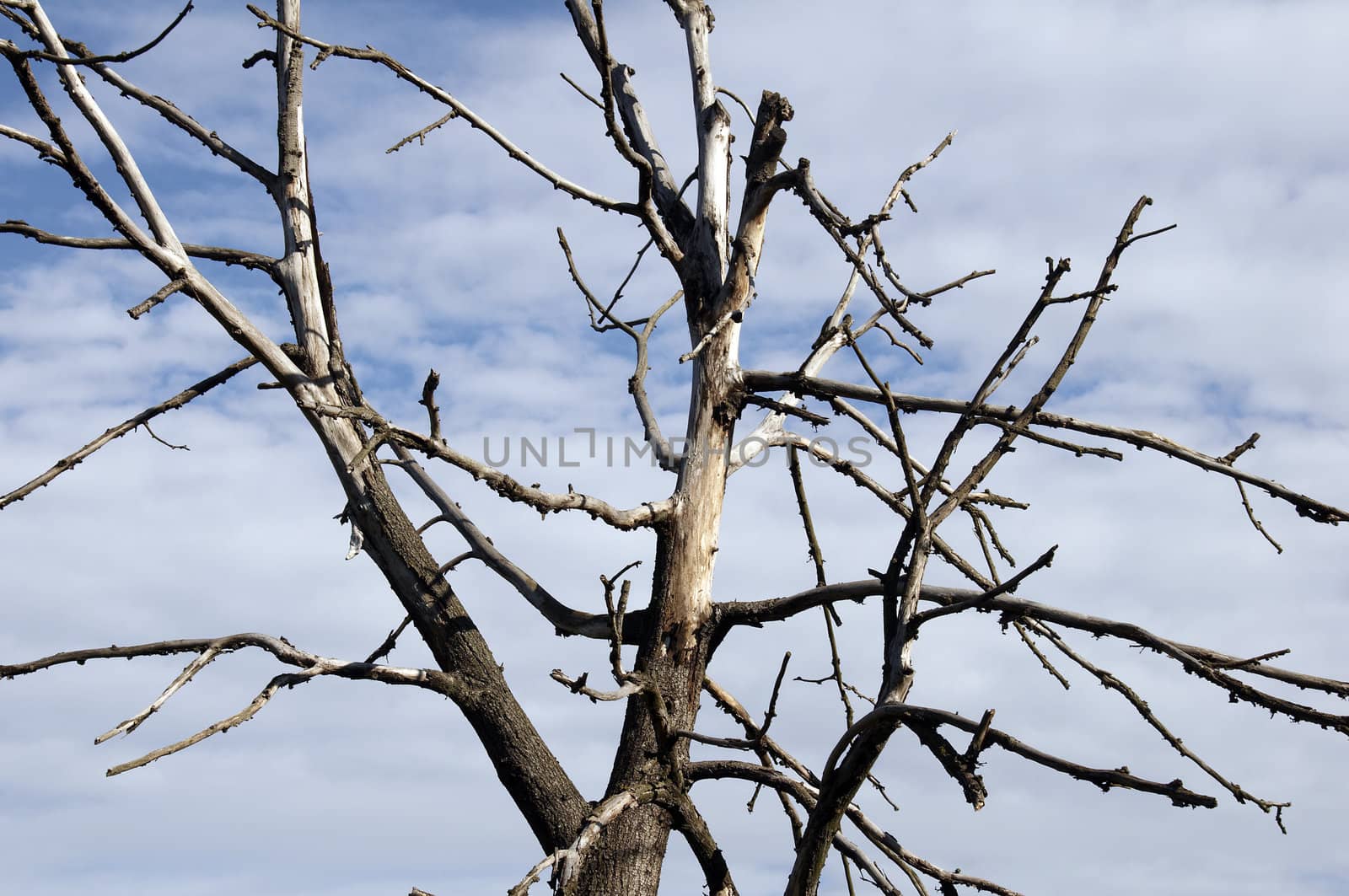 Old tried tree with no leaves left