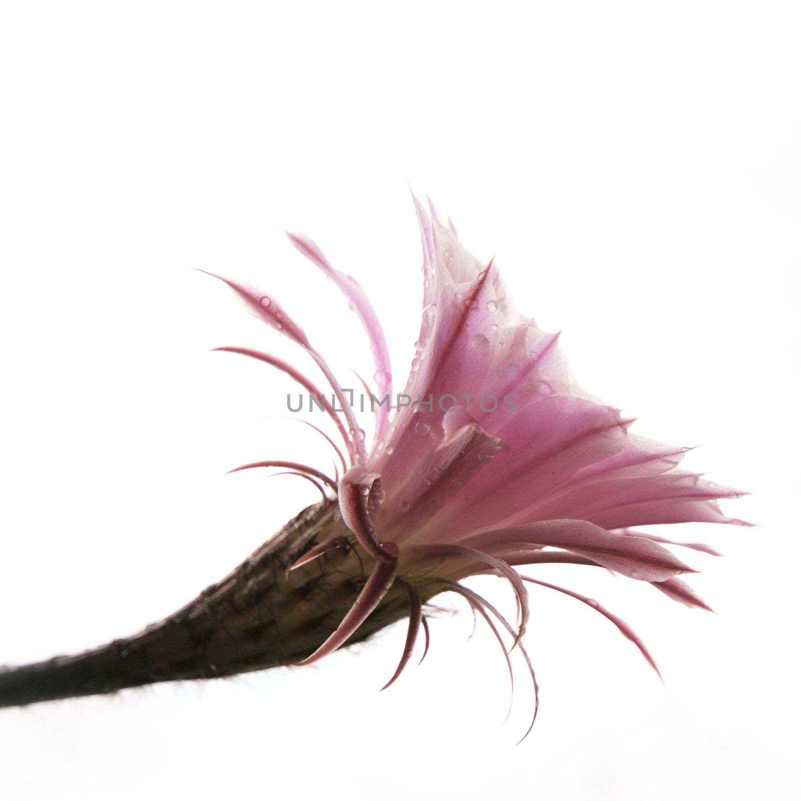 pink cactus flower, isolated on white