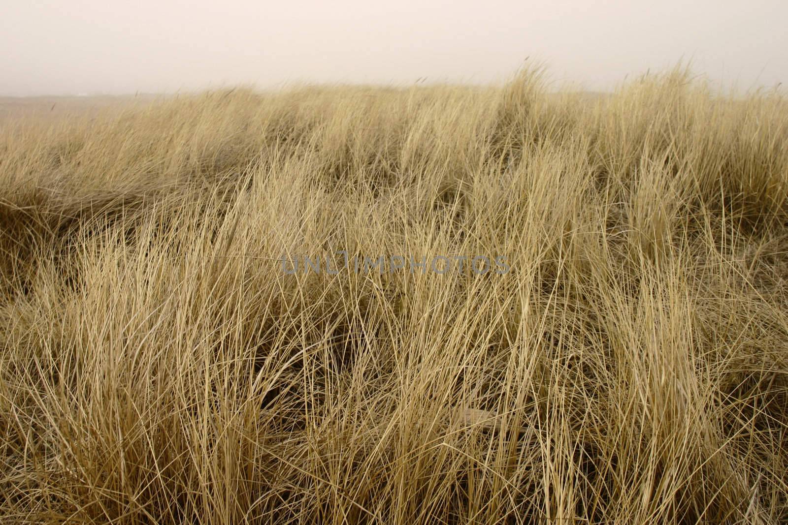 sapless seaside dene grass in Karosta, Liepaja, Latvia, Europe