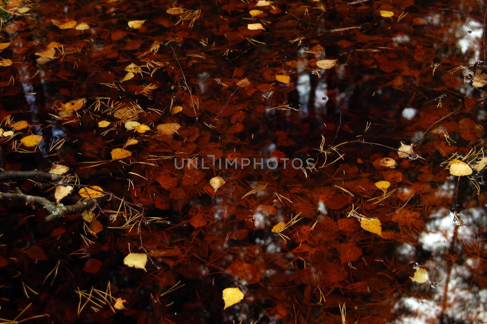 Autumn leaves at the brown rusty water