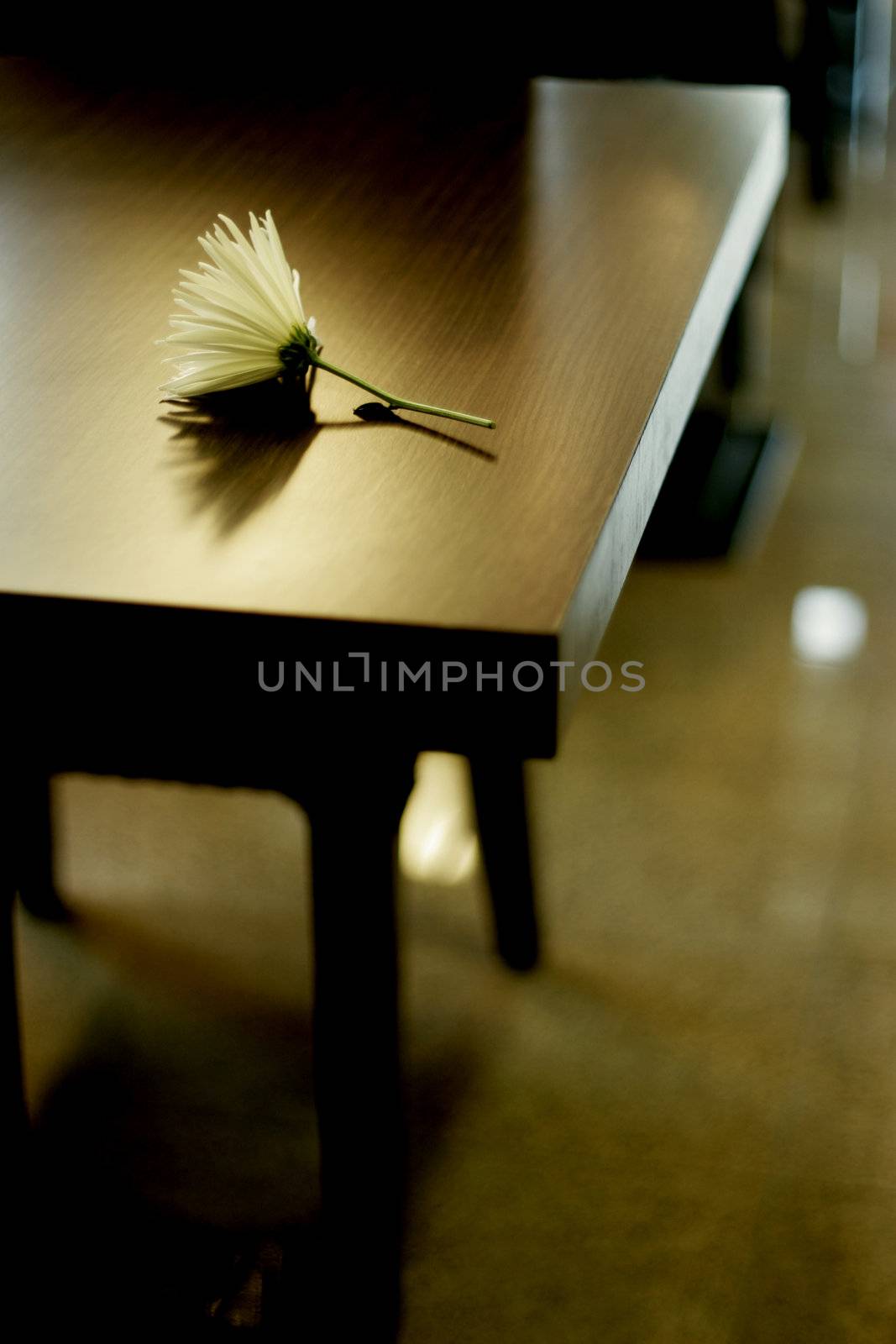 lonely white flower on table in dark restaurant