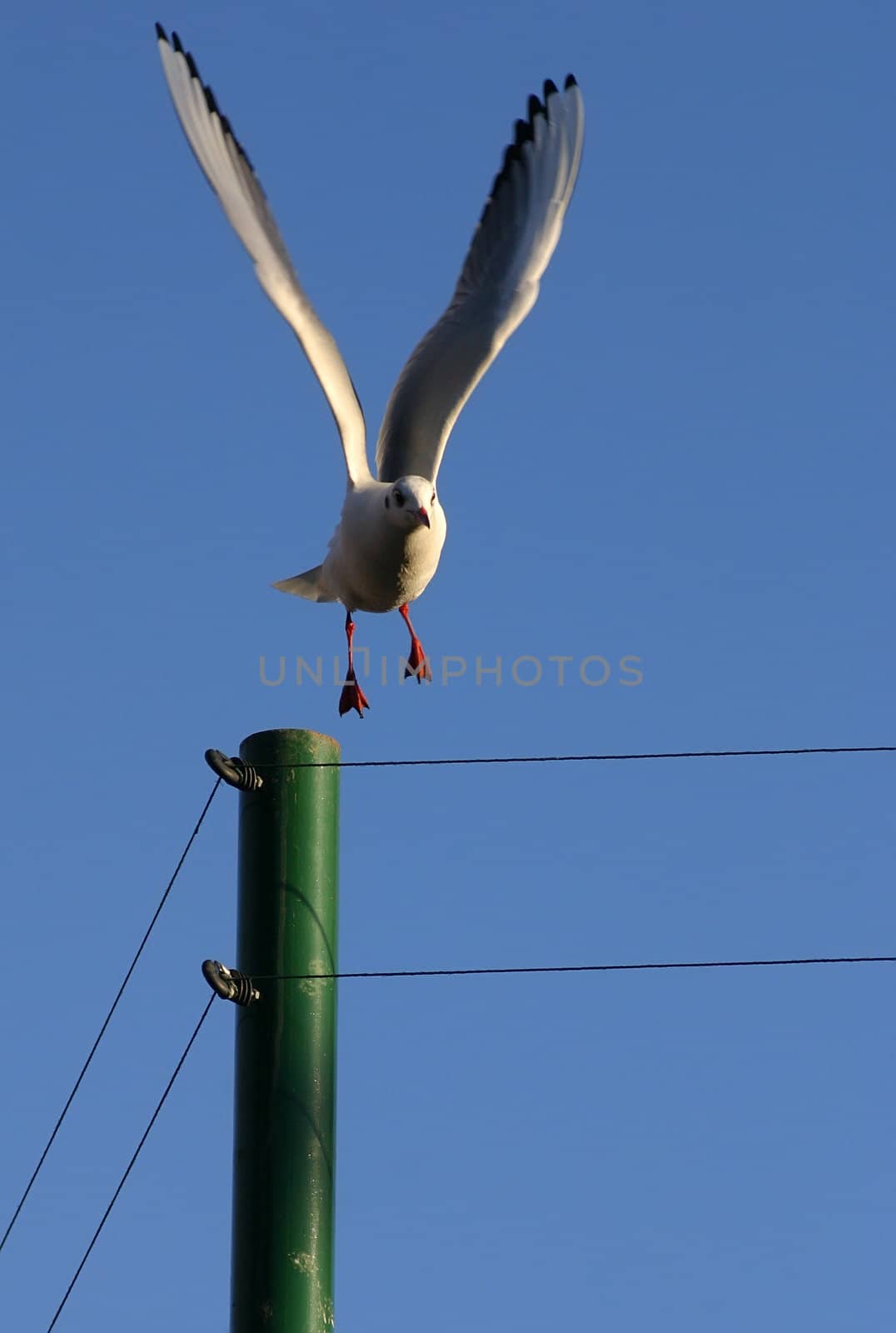 White Gull off the column.