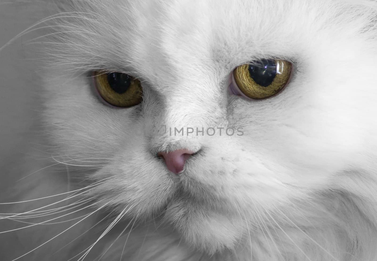 Nearby is a portrait of a white Persian cat.