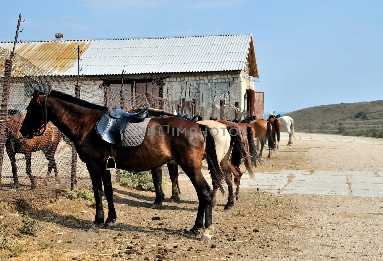 a lot of horses standing near their yard