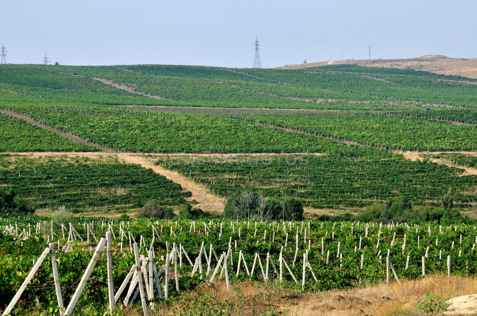  A view of the  wineyards in the Crimea
