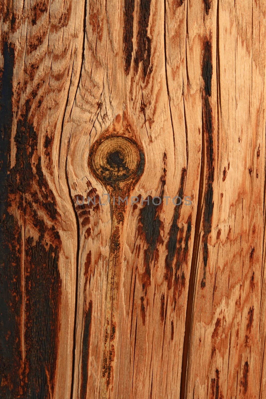 Burnt knotty wood background in warm colors.