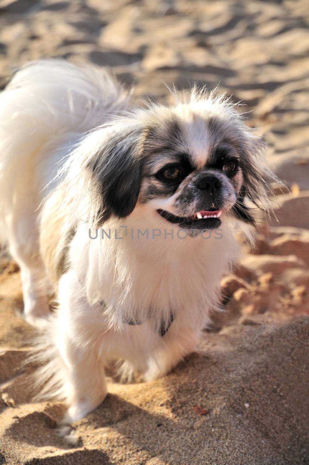 Japanese Chin running on the beach at summer time