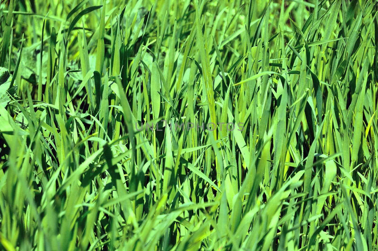 green grass by Reana