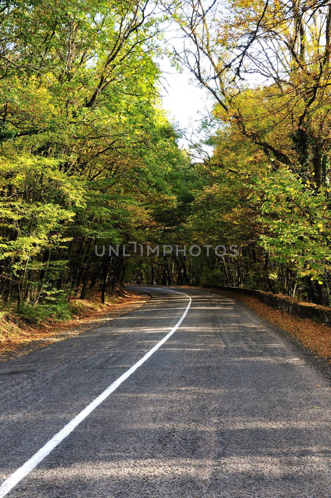 mountine road in the forest in fall tima