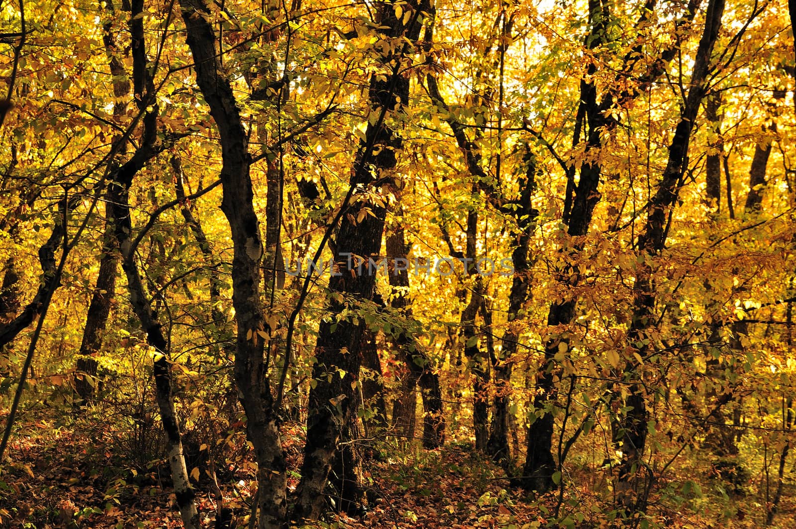 autumn forest full of colorful trees and golden leaf