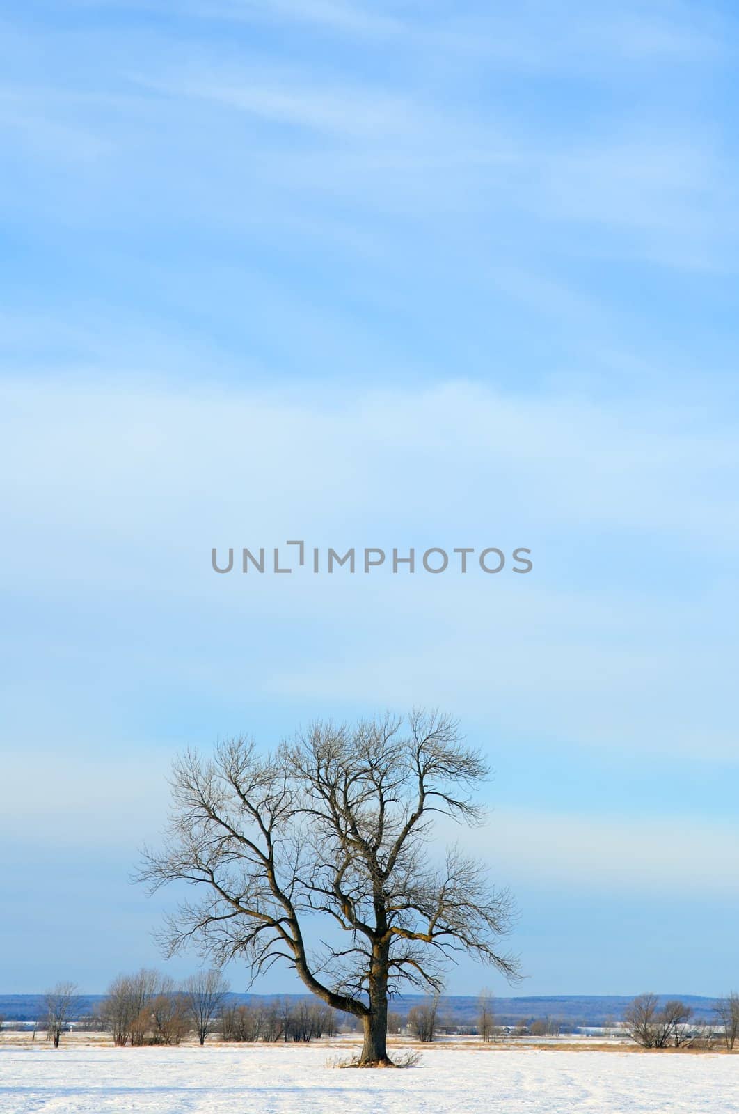 Lonely tree in a winter field by anikasalsera