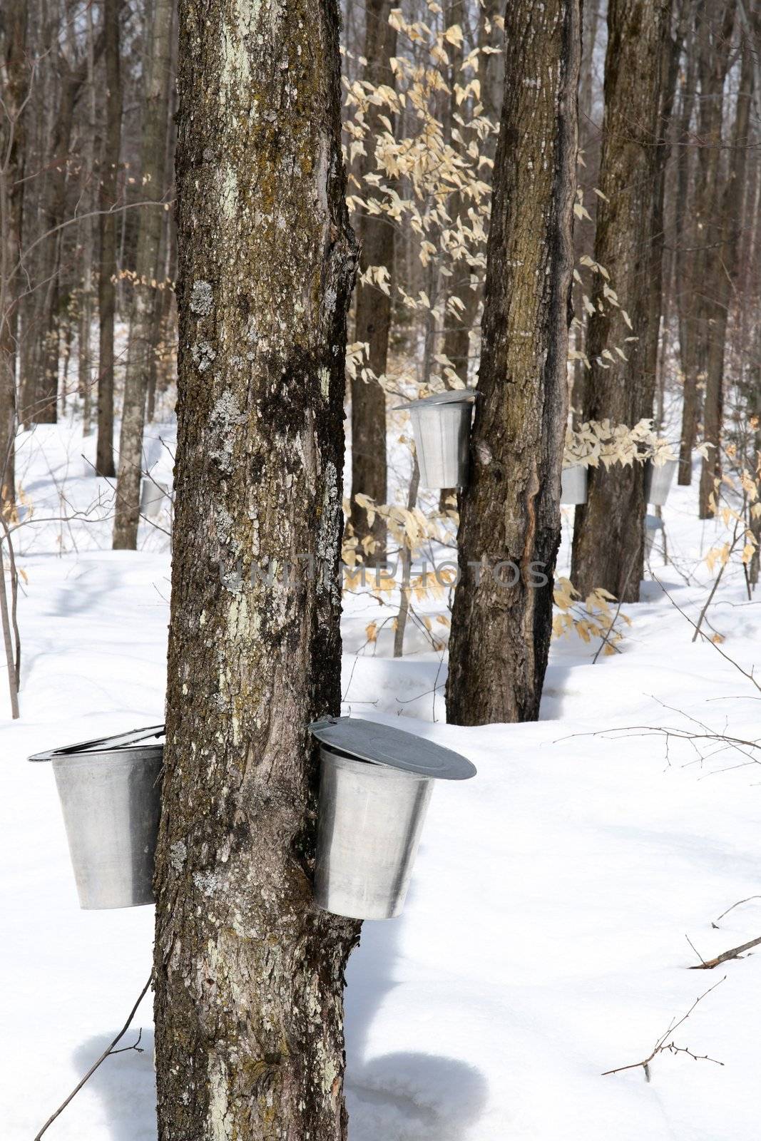 Spring forest during maple syrup season. Buckets for collecting maple sap.