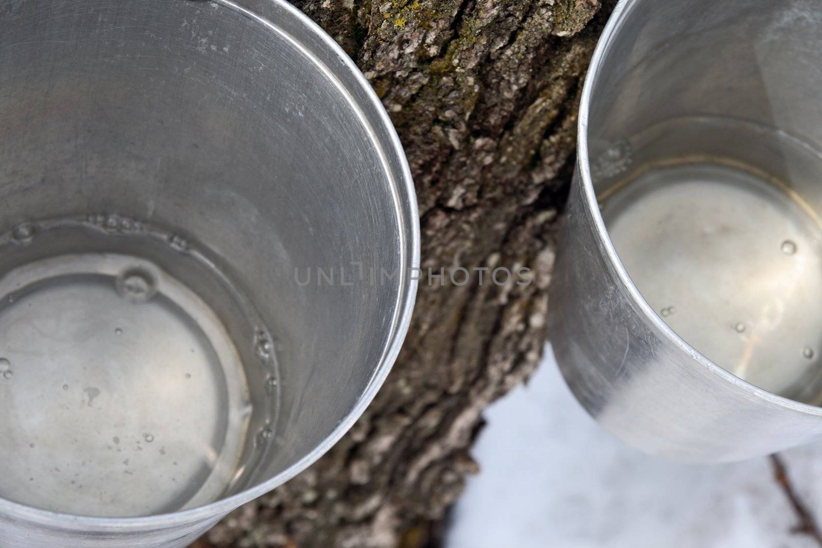 Maple syrup production. Maple sap in buckets attached to a tree.