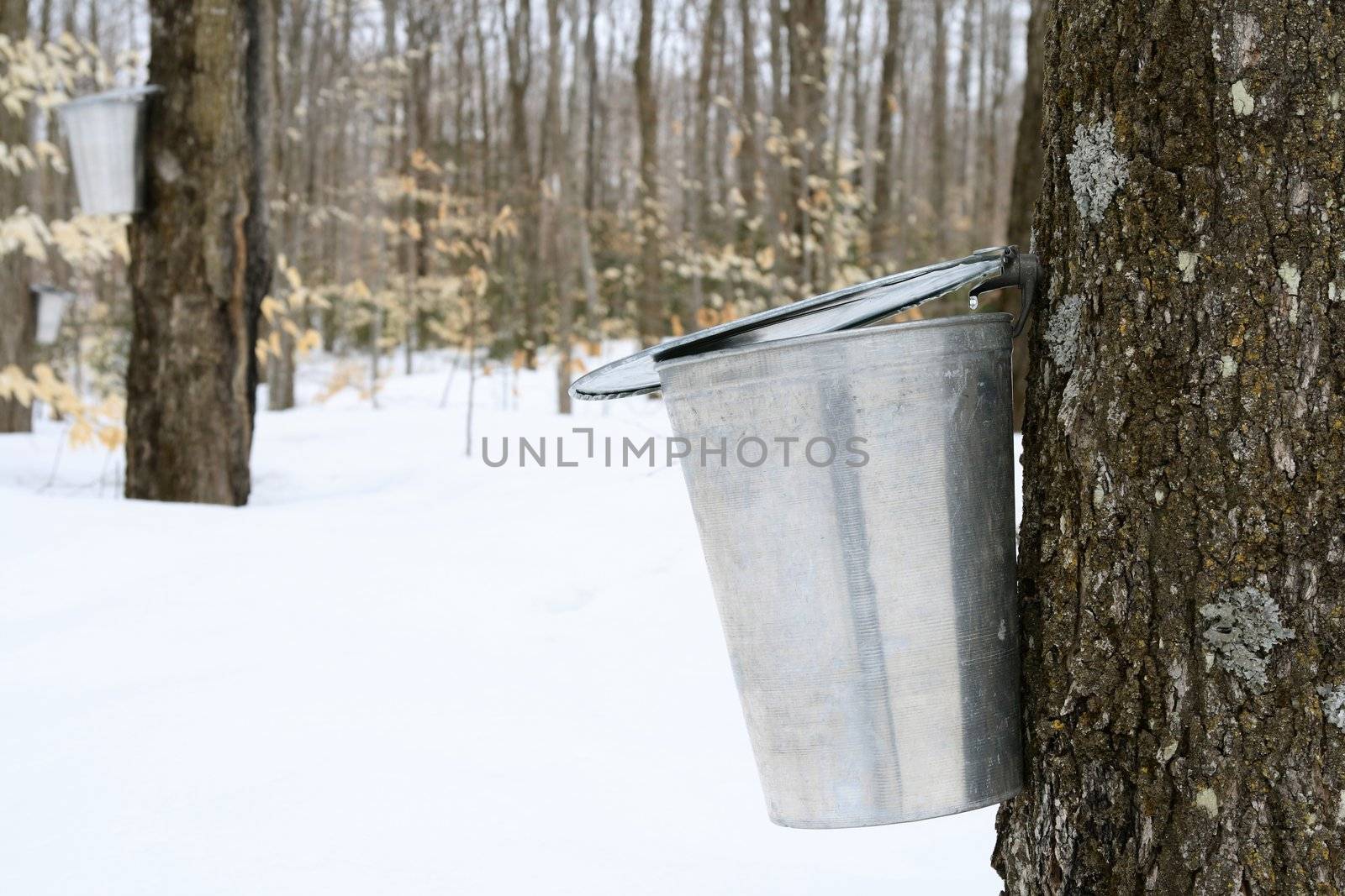 Droplet of maple sap falling into a pail. Maple syrup production.