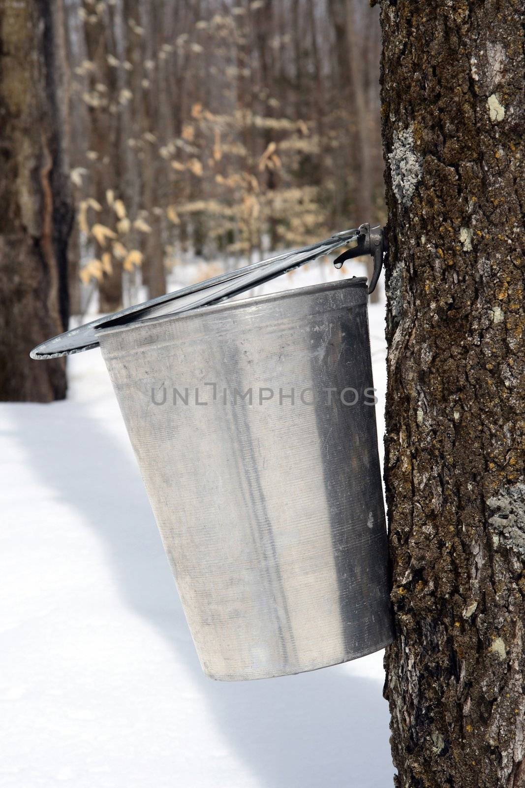 Droplet of maple sap ready to fall into a pail by anikasalsera