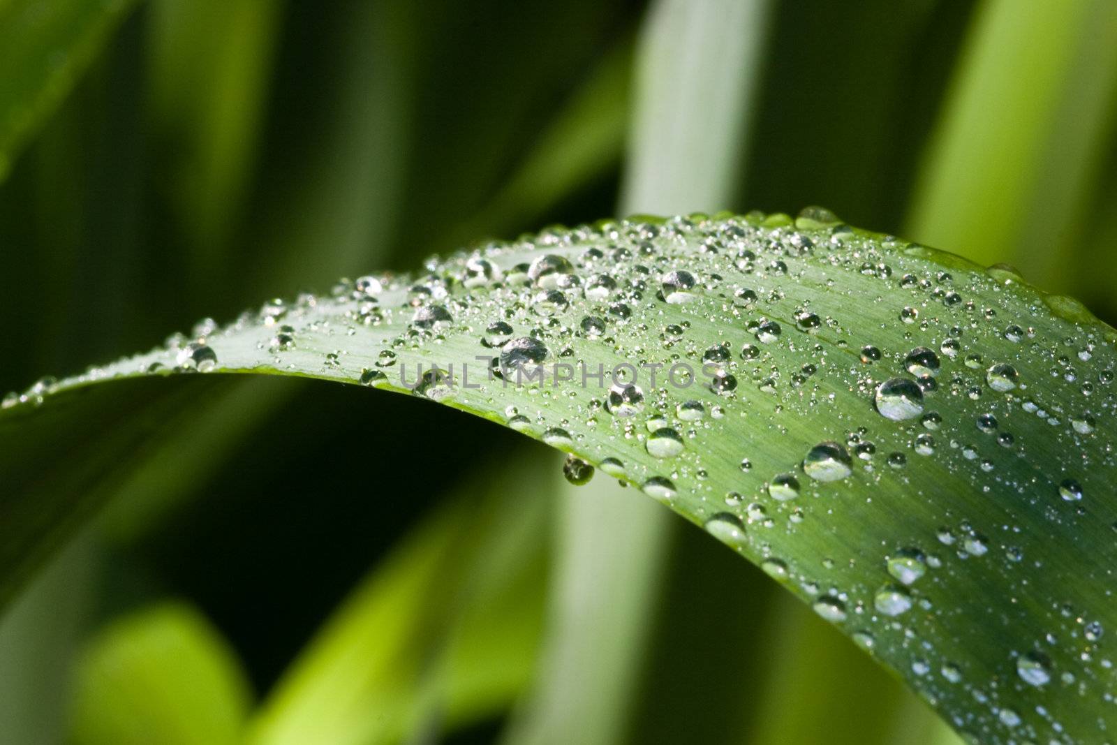 Iris flower blade with water drops in a garden