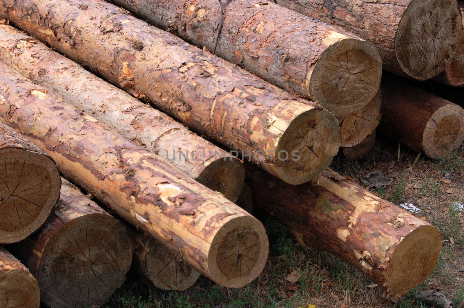set of fresh whole timbers, concept of deforestation