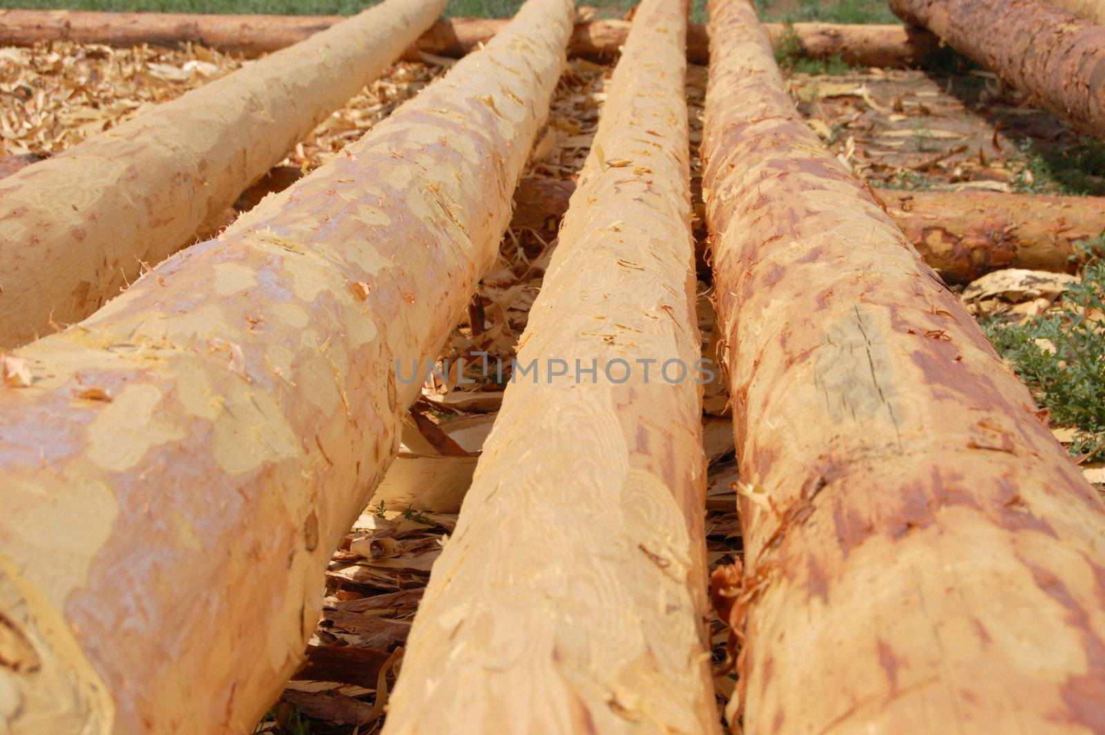 set of fresh whole timbers, concept of deforestation