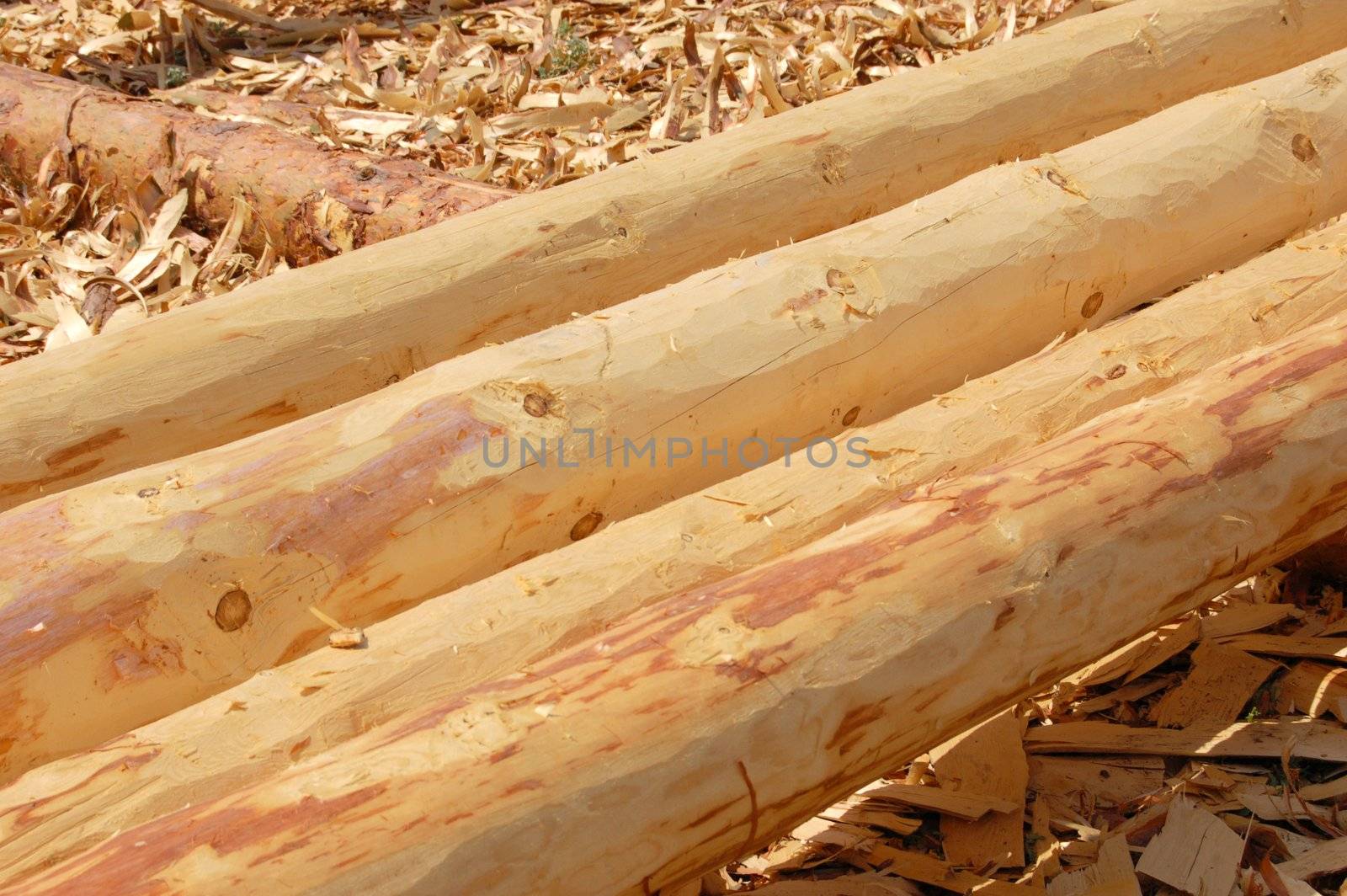 set of fresh whole timbers, concept of deforestation