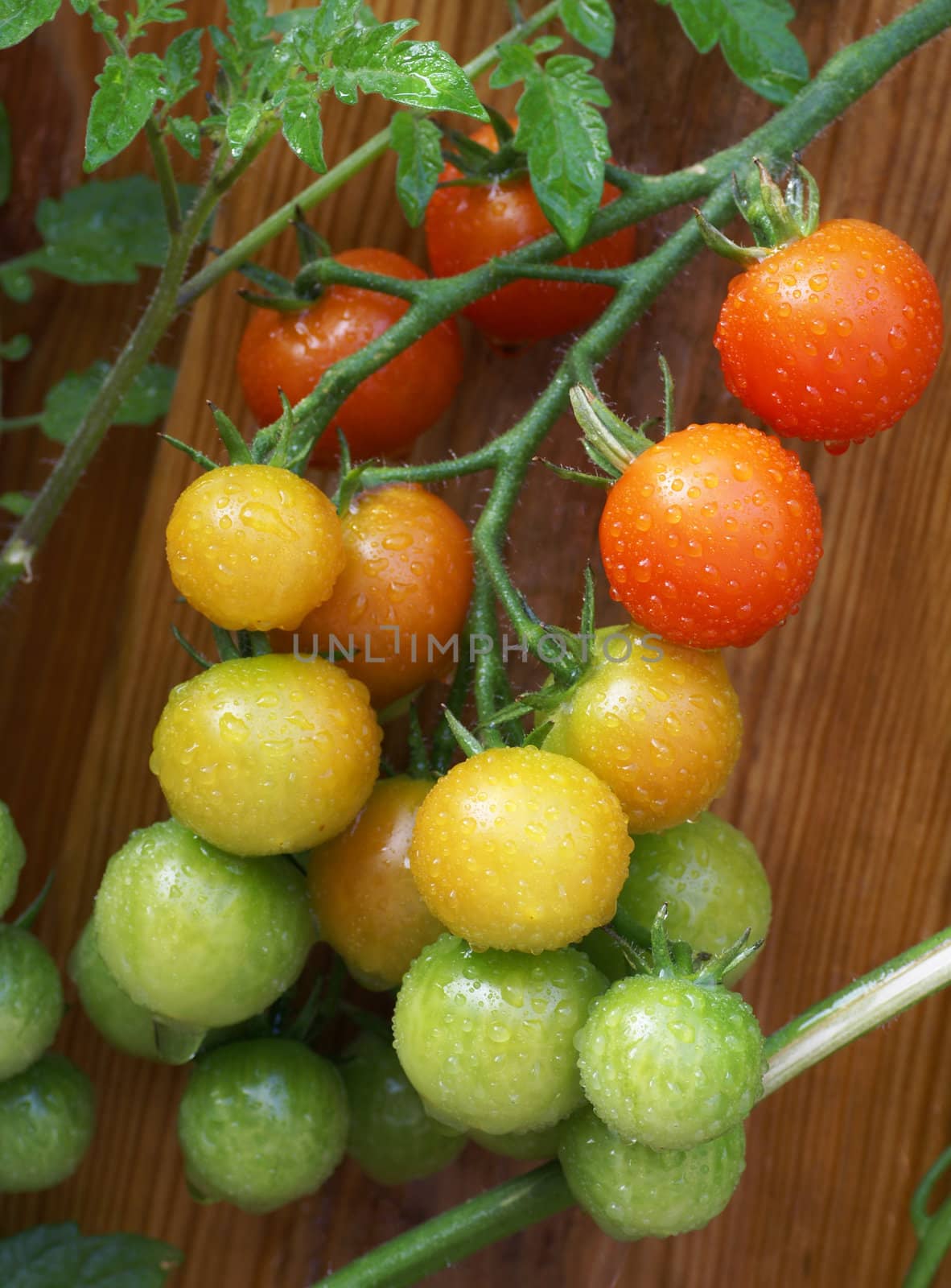 Bunch of riping tomatoes covered with waterdrops        