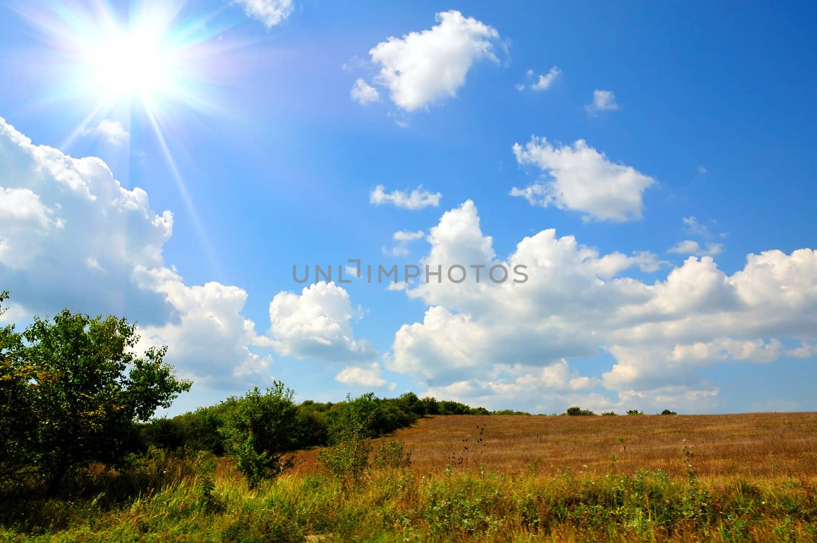 summer time, landscape with gold field, blue sky  