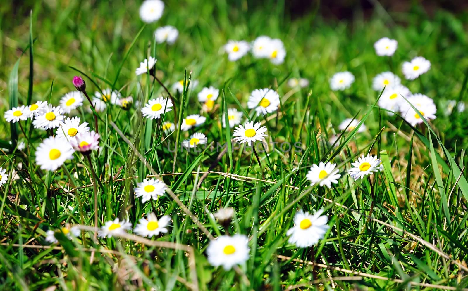  marguerites meadow