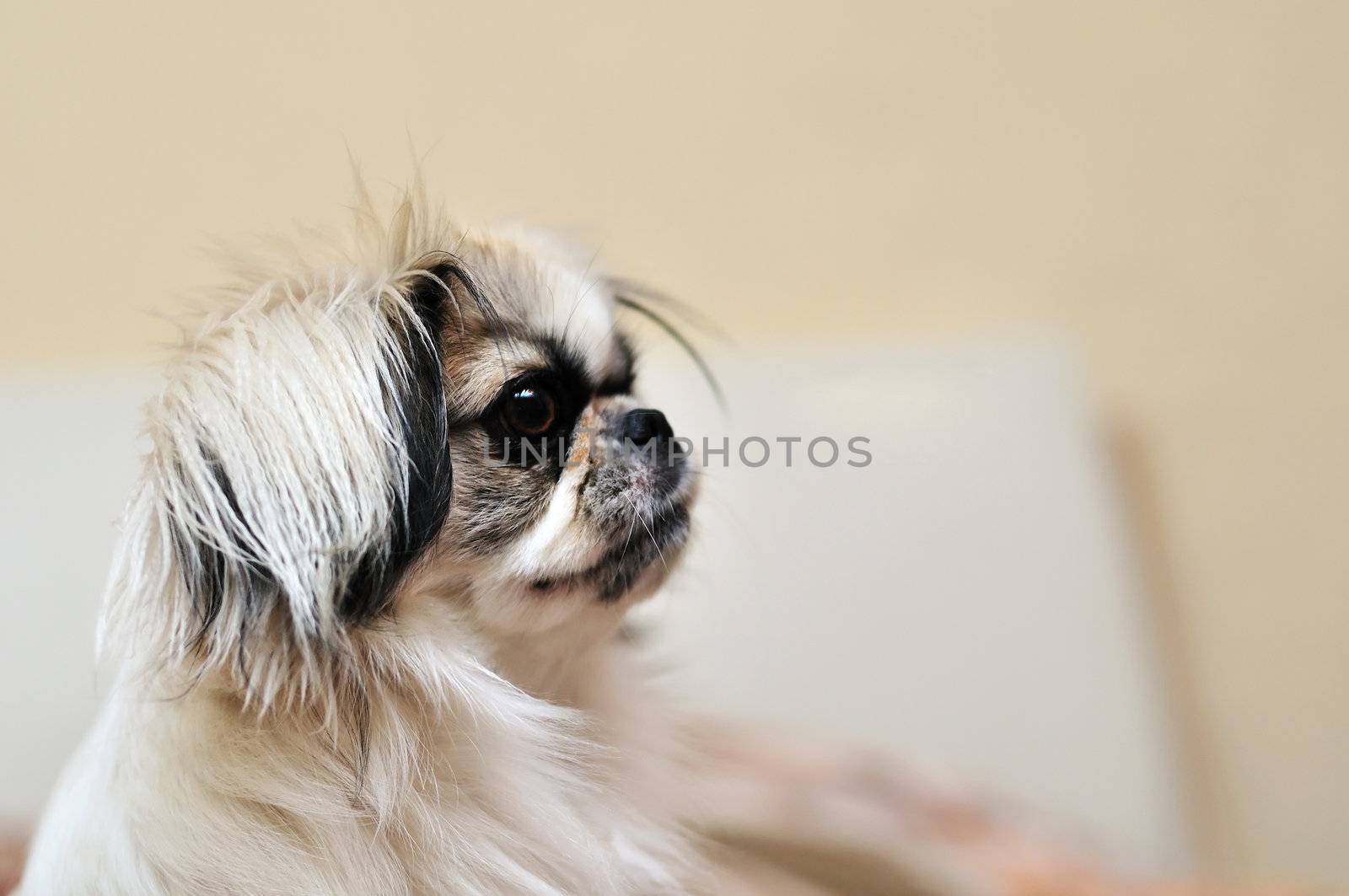 Japanese Chin in soft focus