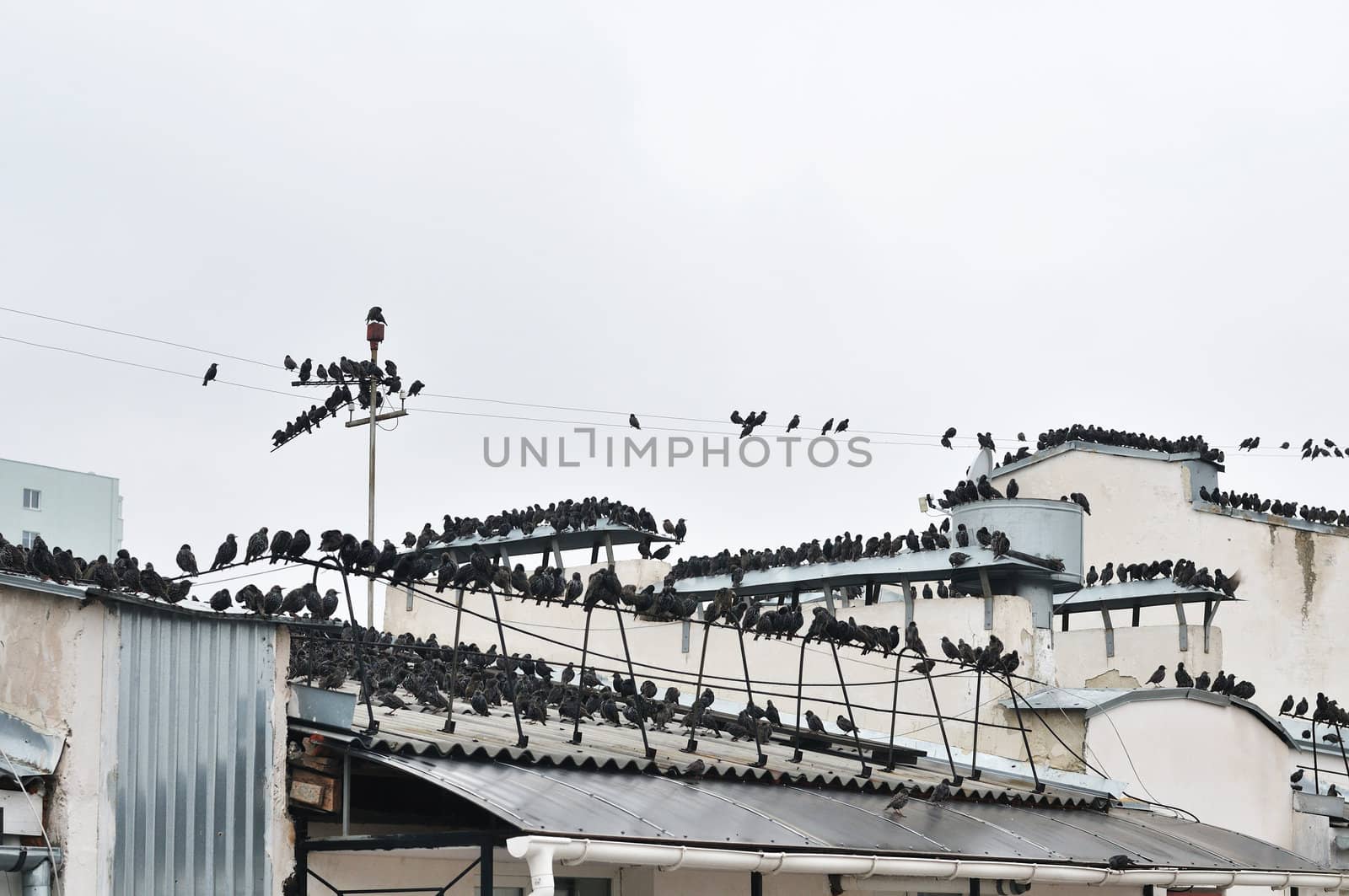  invasion of starlings on the roof of house in winter time
