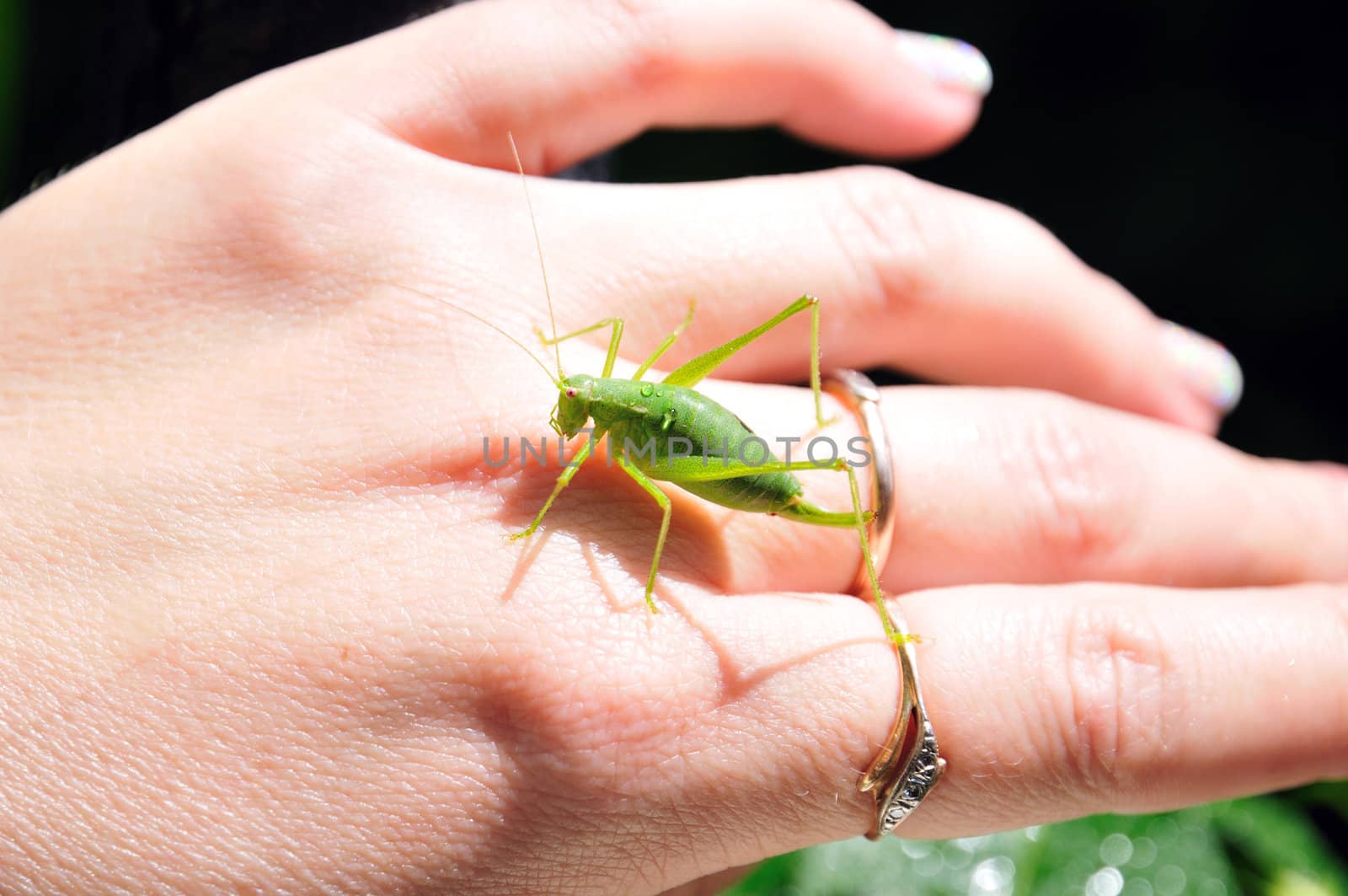 green little grasshopper sitting on the woman's hand