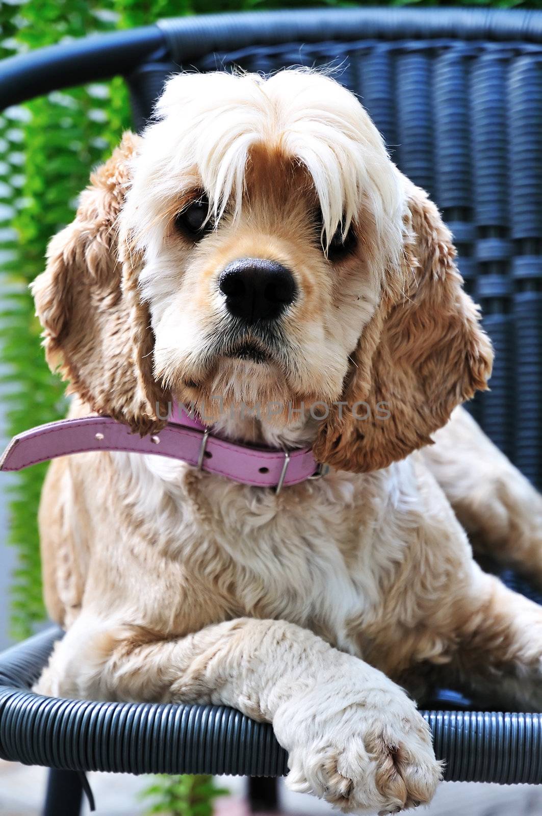 Cocker Spaniel laying on the chair