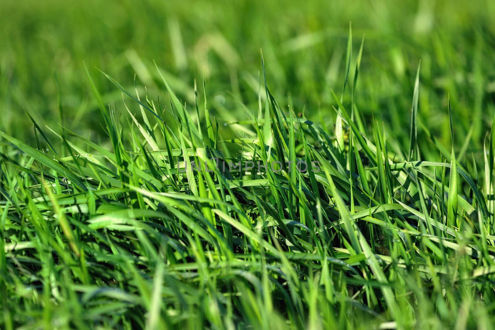 Thickets of green sedge on the meadow