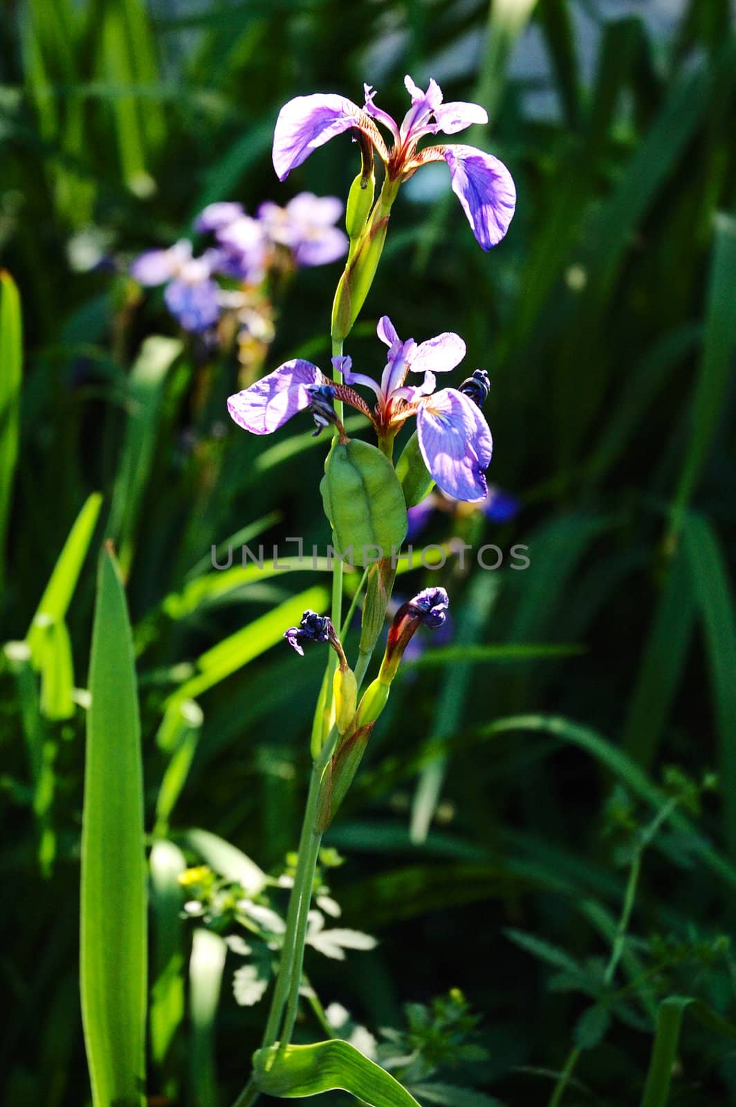 Bright iris flowers under summer sun. Natural background.