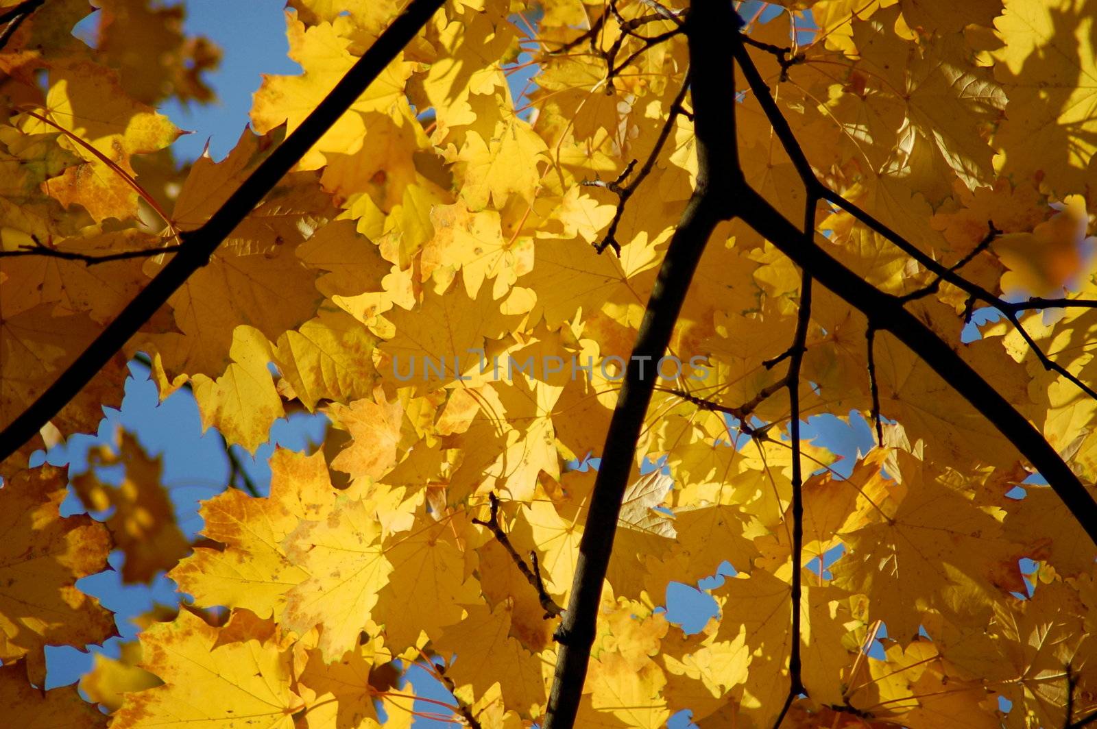 golden fall leave of a tree in a forrest on blue sky