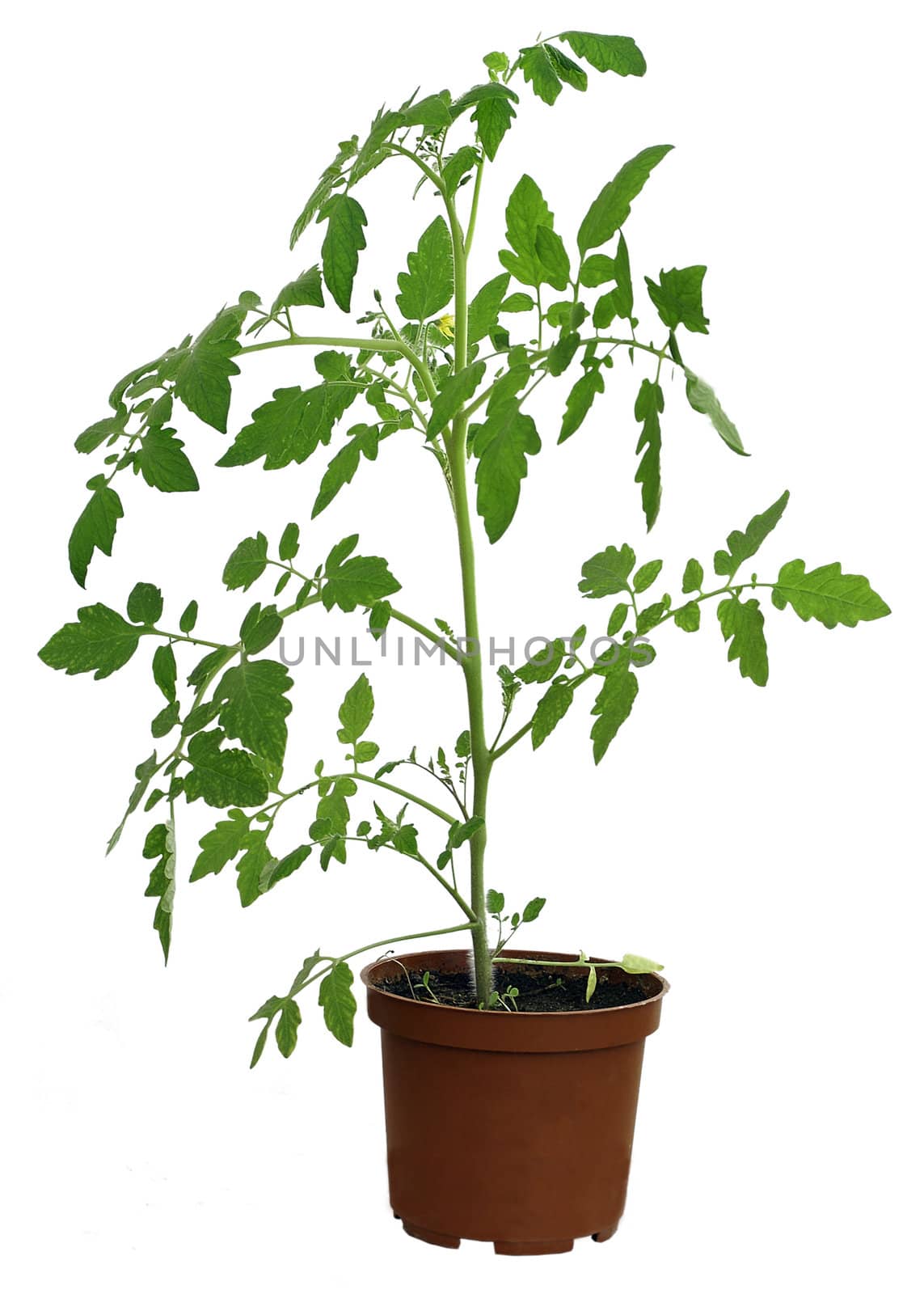       Tomato plant. isolated background                          