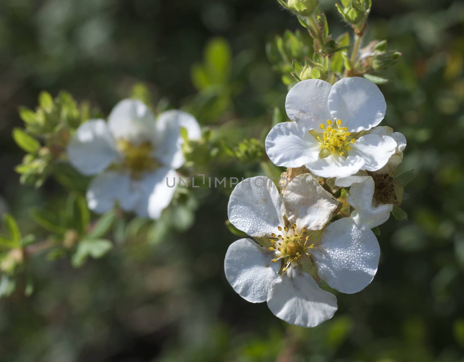 Bush cinquefoil. Dasiphora fruticosa
