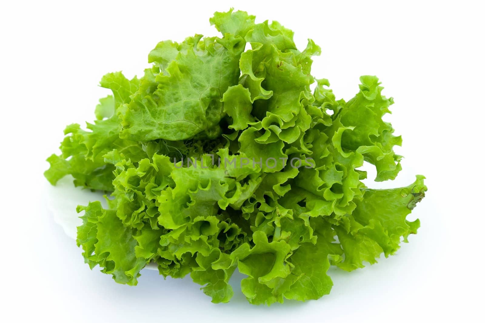 Lettuce. Green salad on a white background.
