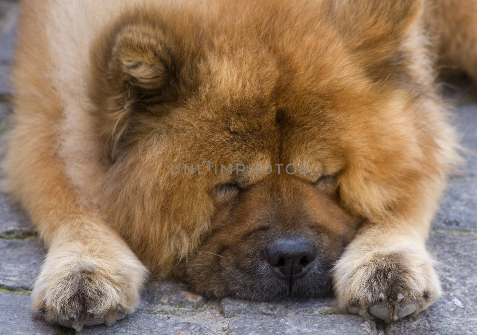 Cute chow breed dog sleeps on the road