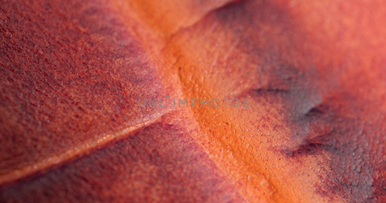 macro pattern of expensive red leather