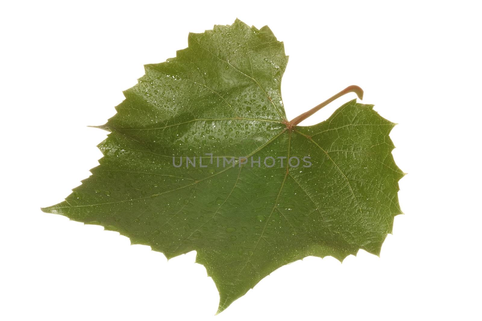 Leaf of grape  on white background close-up
