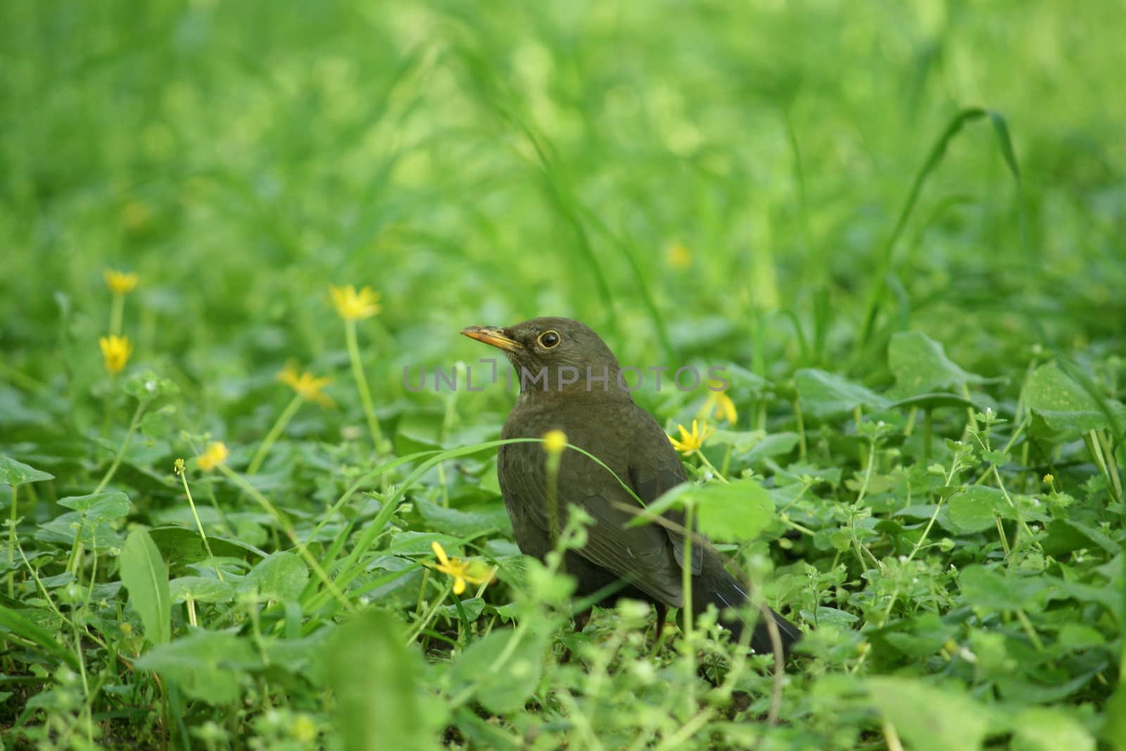 Little bird in the grass searching for food