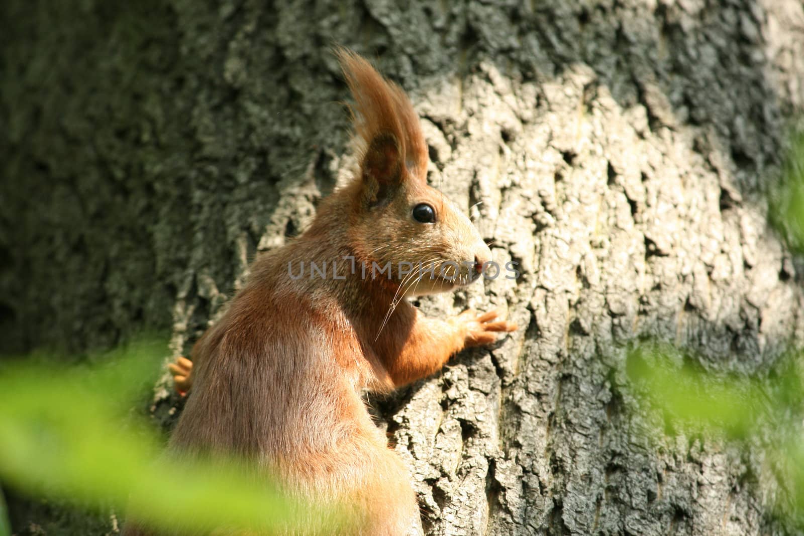 Squirrel by miczu