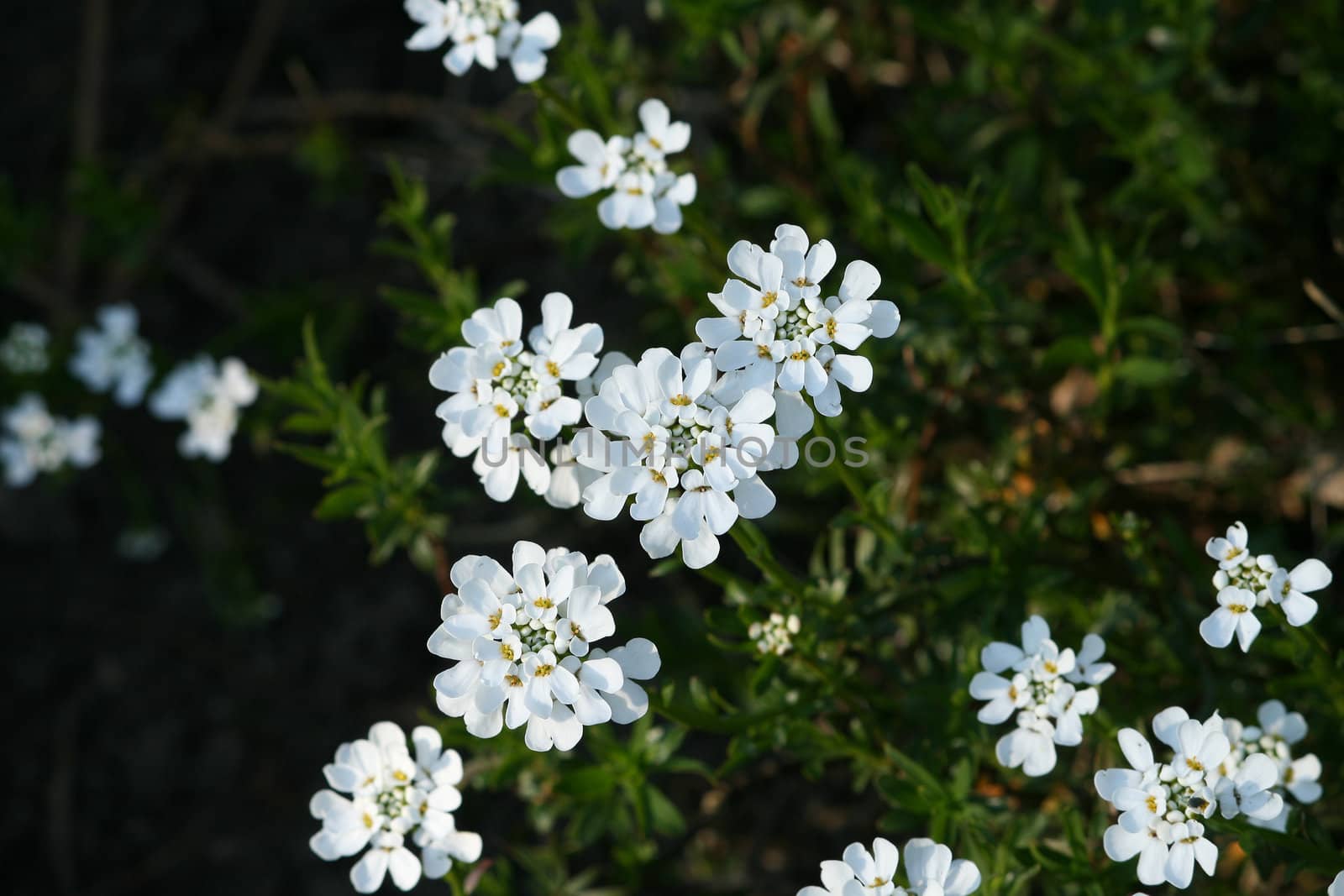 White flowers growing in the garden during spring