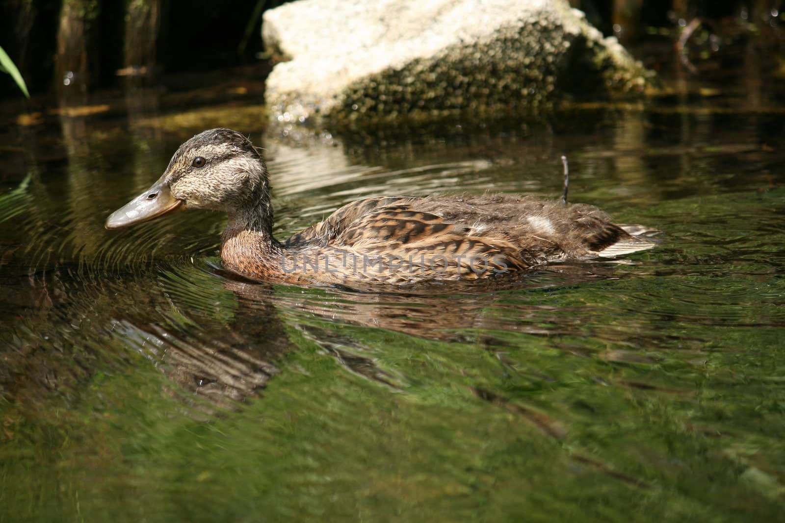 duck swimming in the pond