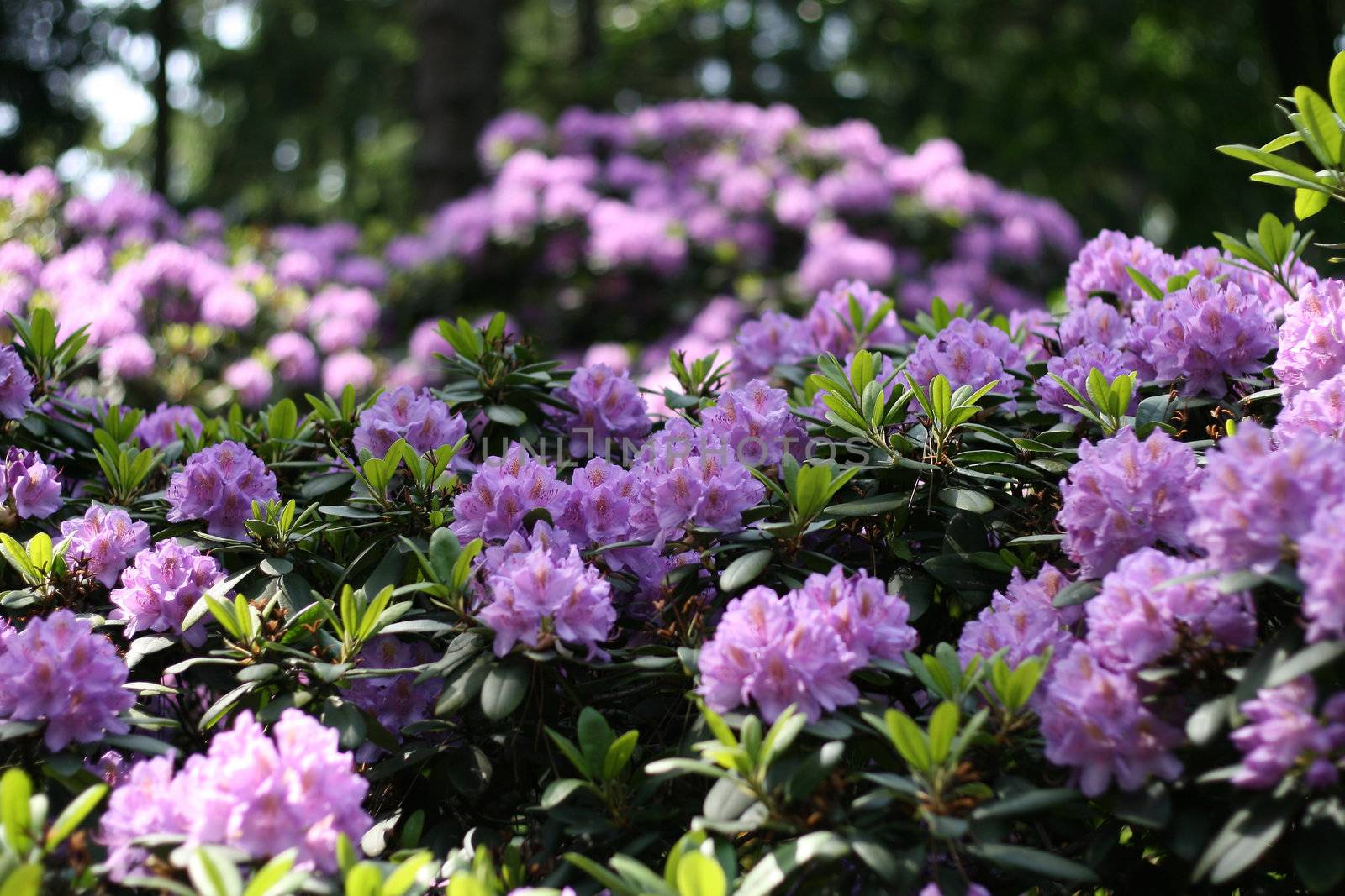 rhododendron growing in the park, Wroclaw, Poland