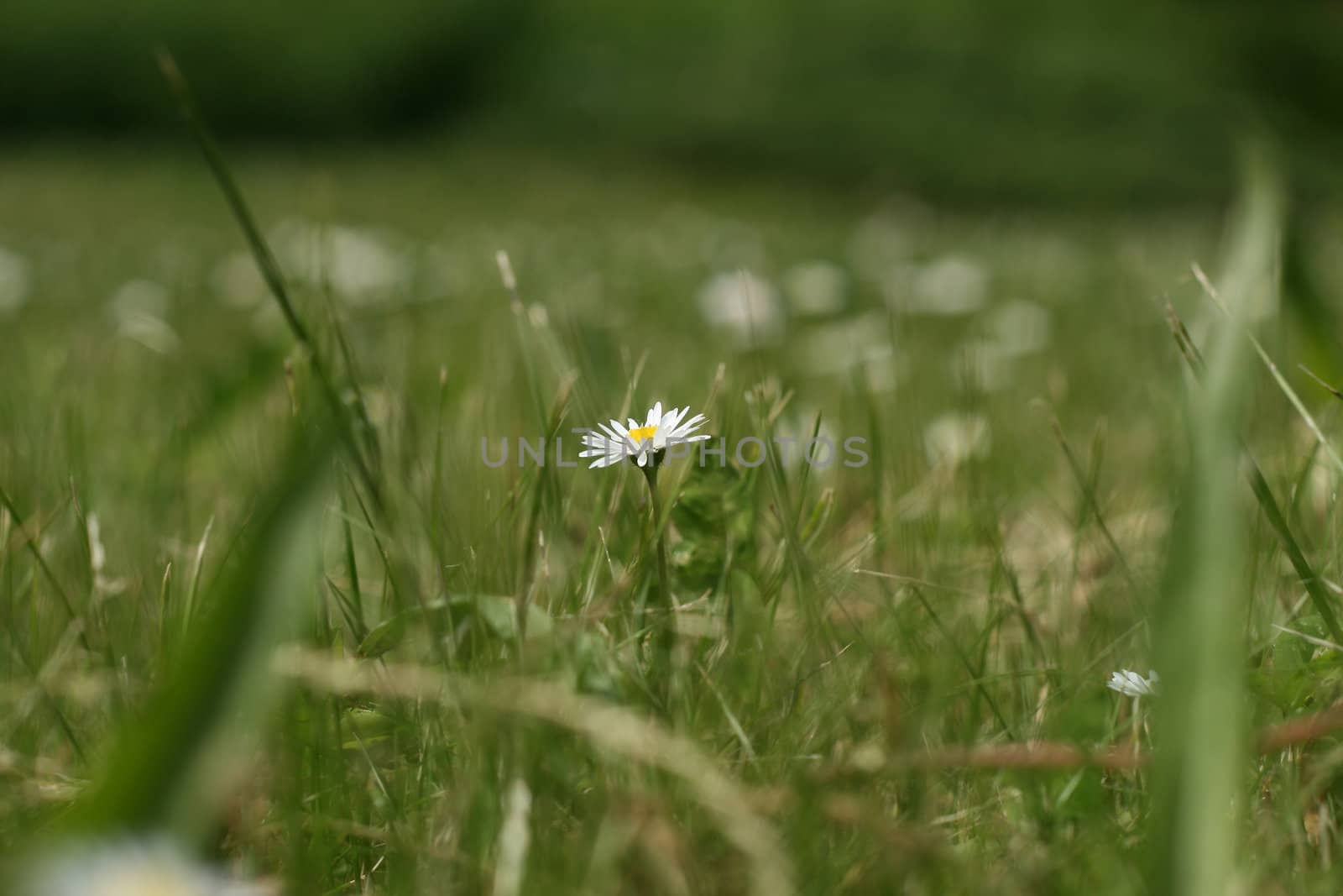 daisy by miczu