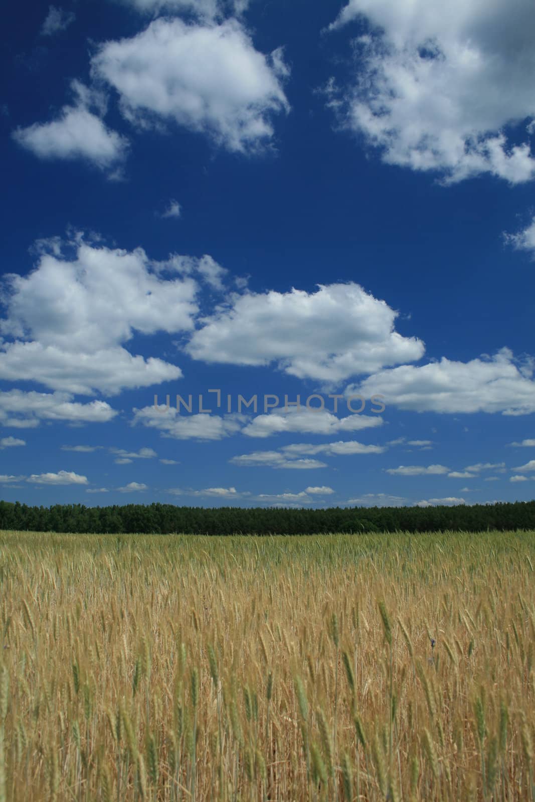 Field with grain on the countryside