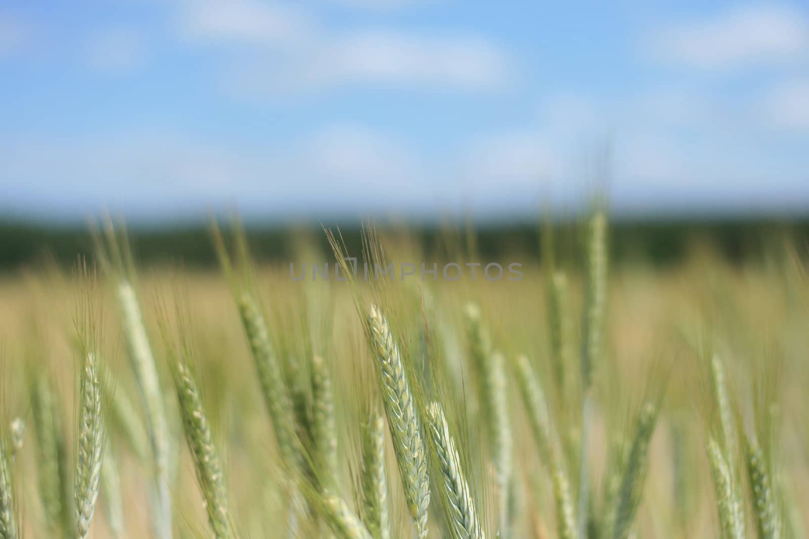 Field with grain on the countryside