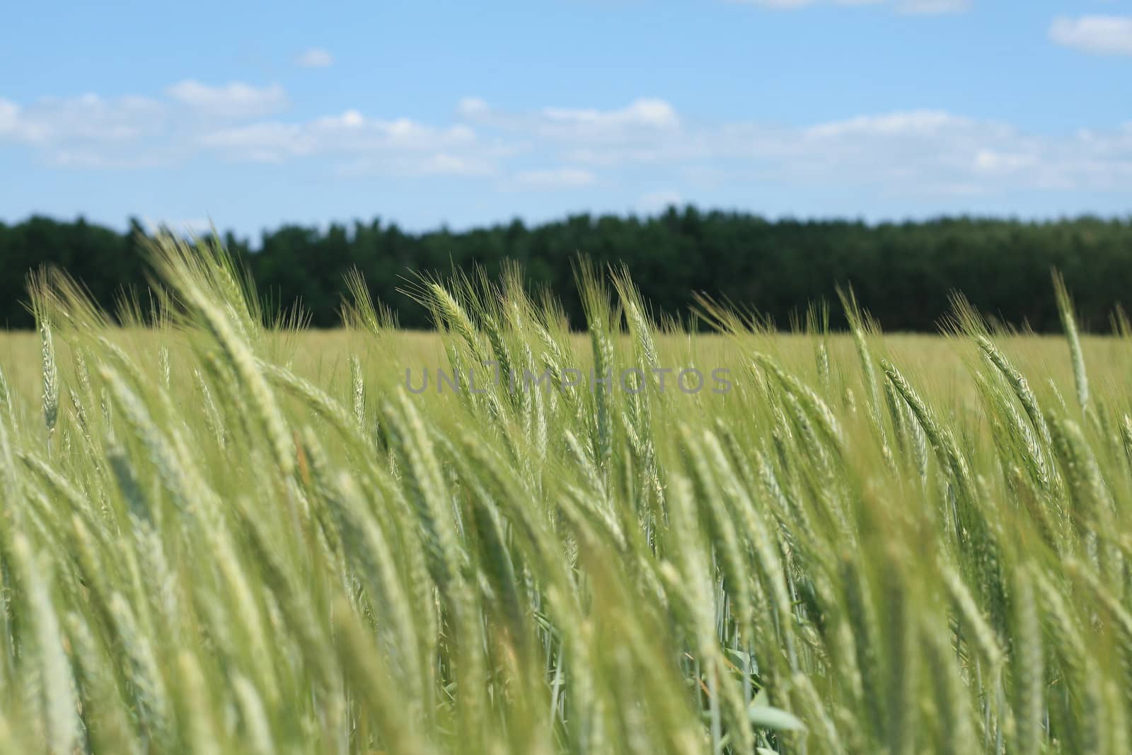 Field with grain on the countryside